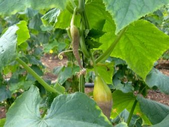What to do if cucumbers do not bloom?