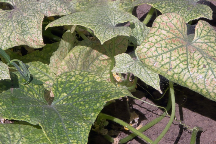 Why do cucumber leaves turn white and what to do?