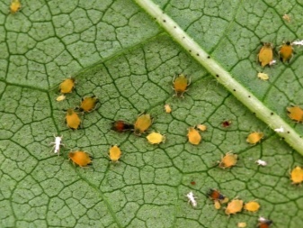 Where does aphid appear on cucumbers and how to deal with it?