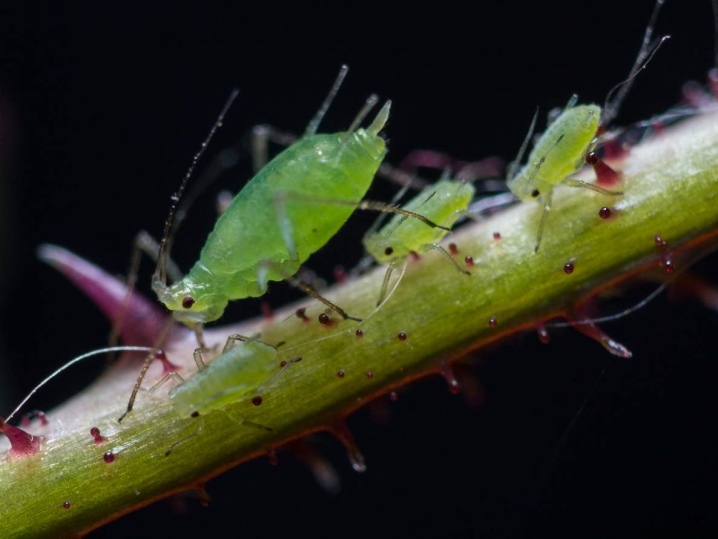Where does aphid appear on cucumbers and how to deal with it?