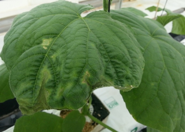 Why do cucumber leaves curl and what to do?