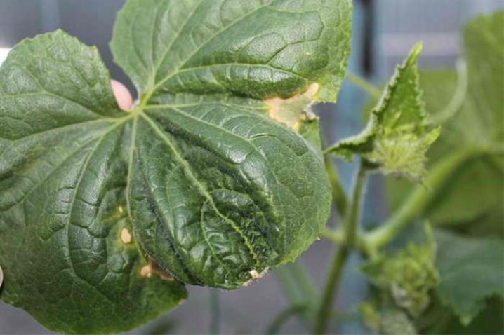 Perché le foglie del cetriolo si arricciano e cosa fare?