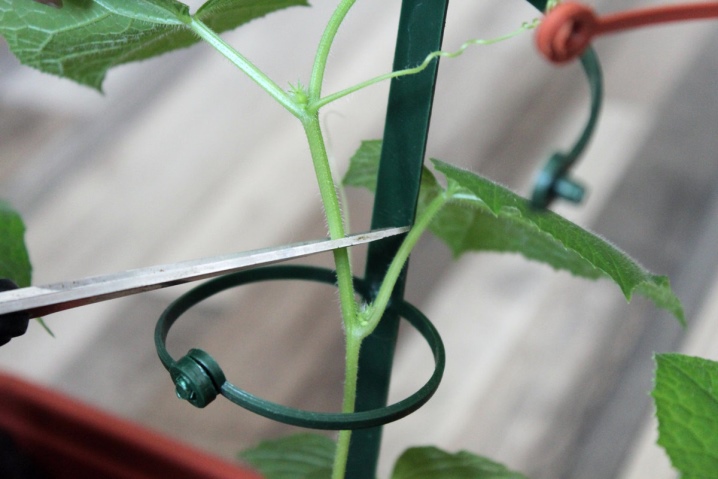 Why do cucumber leaves curl and what to do?