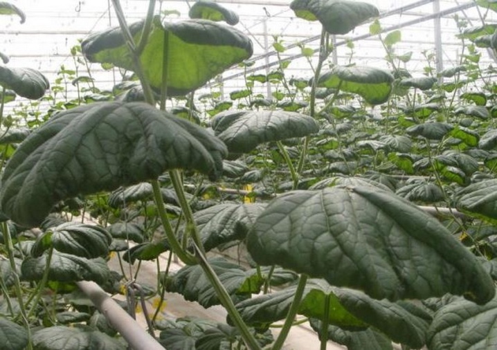 Hvorfor krøller agurkblade, og hvad skal man gøre?