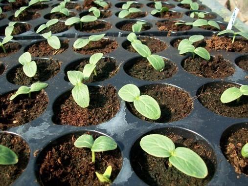 Seedlings of cucumbers in the phase of cotyledon leaves. Photo: Gavrish