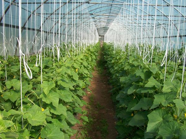 Cucumbers a cikin wani greenhouse.  Hoto: Gavrish