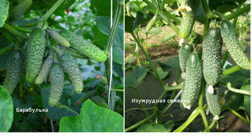 Cucumbers in bunches: the most productive varieties and hybrids of bunch cucumbers for greenhouses and open ground