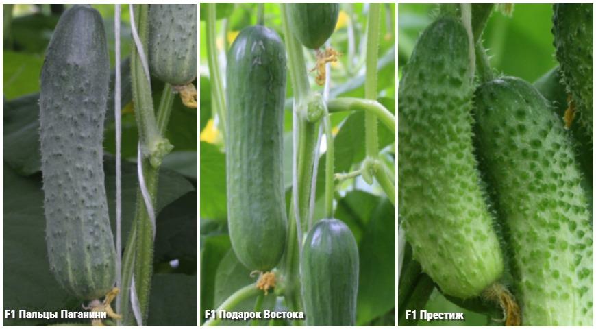 Cucumbers SeDeK