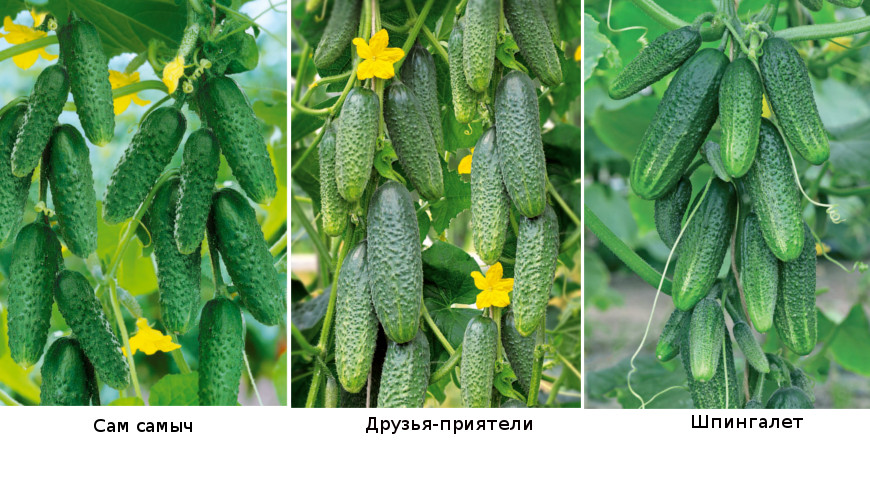 Cucumbers in bunches: the most productive varieties and hybrids of bunch cucumbers for greenhouses and open ground