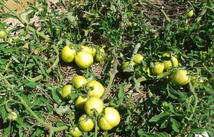 Zelené paradajky na vetvách