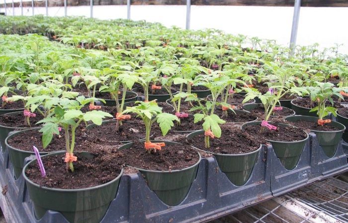 Seedlings in pots