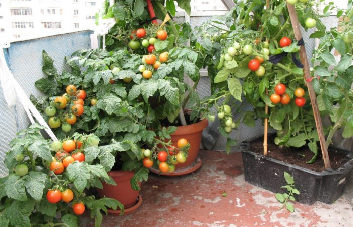 tomatfrukter