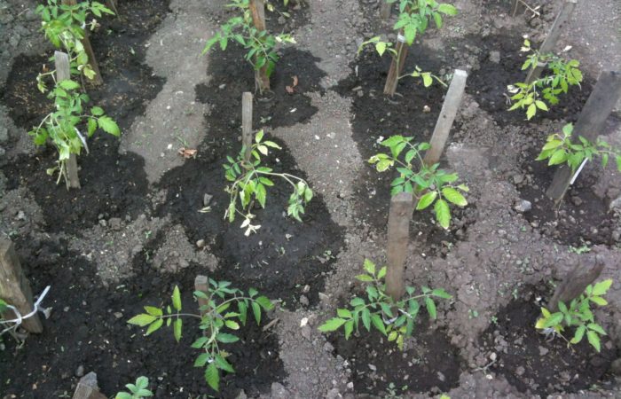 Planted and watered seedlings