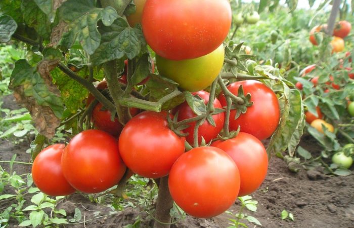 Adeline tomatoes