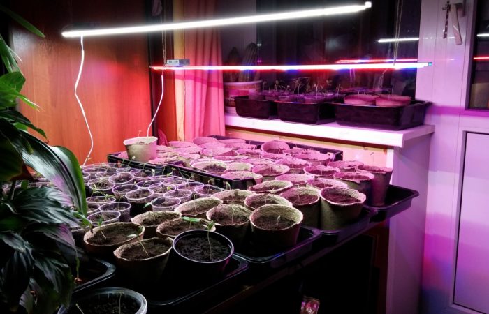 Illumination of seedlings with a fluorescent lamp