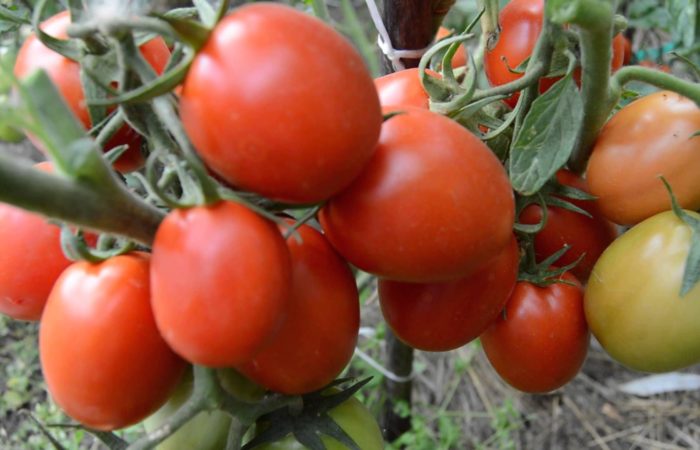 Alsou tomaatin oksia