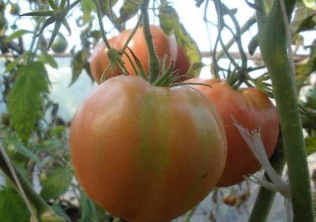 Kypsymättömät tomaatit Alsou oksilla