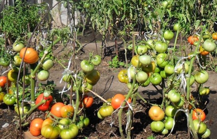 Tomatoes Sugar pudovichok in the open field