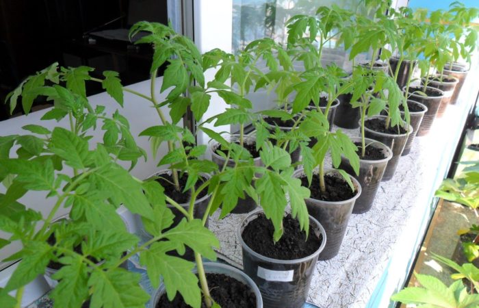 Tomato seedlings in cups