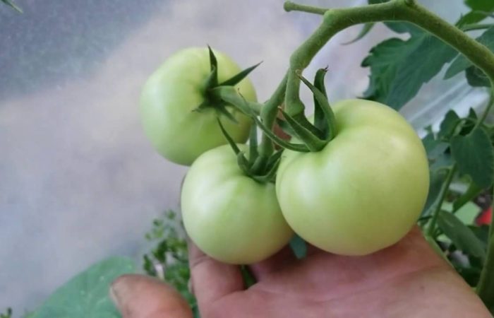 Three green tomatoes on a branch