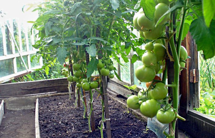Grüne gebundene Tomaten