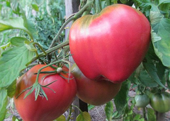 Abakan pink tomatoes on a branch