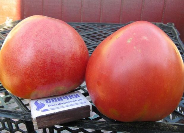 Dve paradajky Abakansky s krabicou na porovnanie