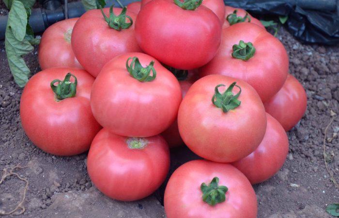 Flere modne rosa tomater