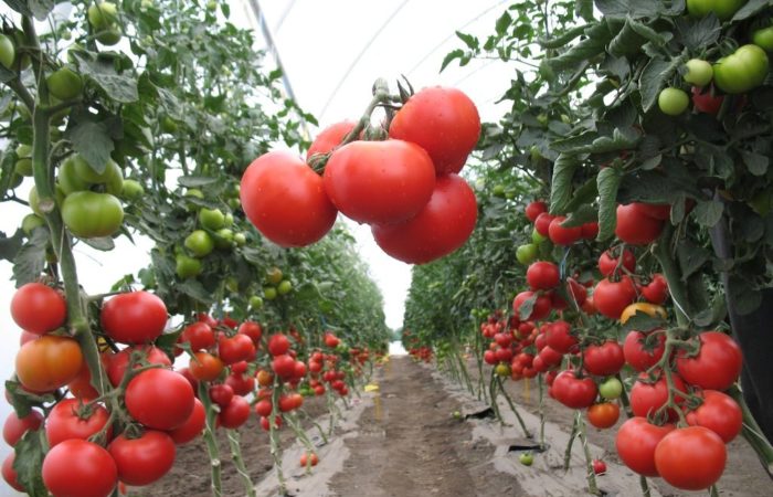 Ripe Verlioka Tomatoes