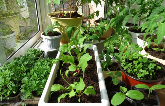 Seedlings of tomatoes in different containers