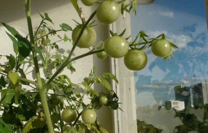 Los tomates verdes crecen en el balcón.