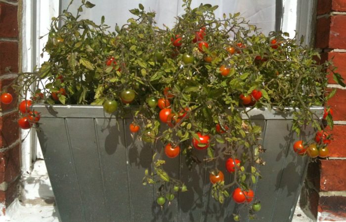 Cespuglio di pomodoro in una pentola sul balcone