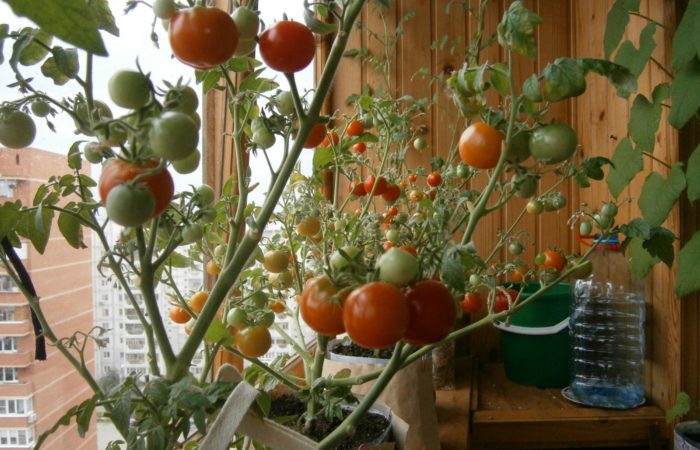 Tomates de balcon en pot
