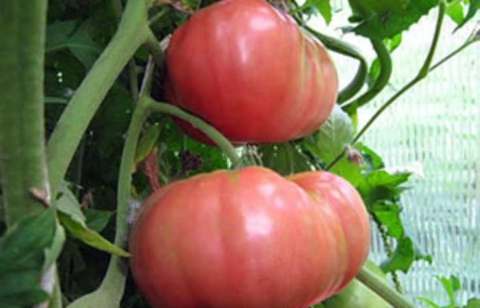 Tomat merah muda