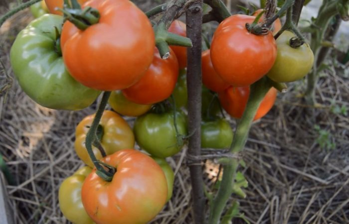 Nezrelé paradajky na vetvách