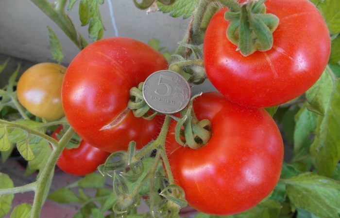 Beberapa tomat matang