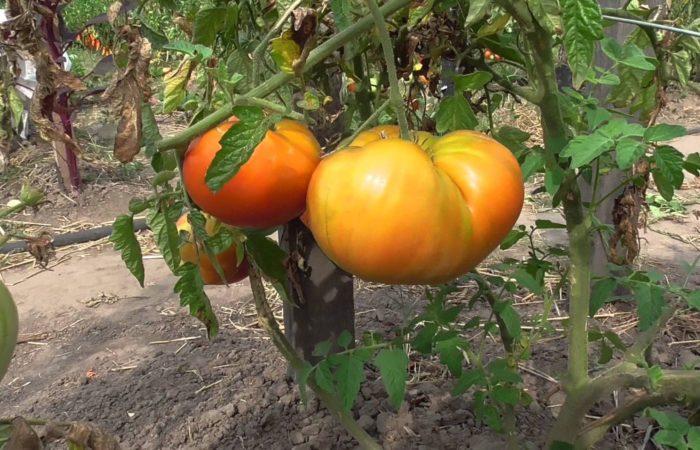 Tomatoes on a branch of the Bull's forehead variety
