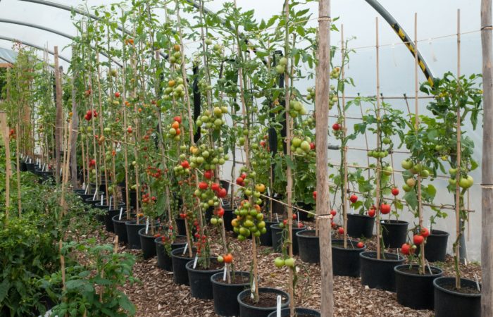 Arbustos de tomate em uma estufa em um padrão paralelo