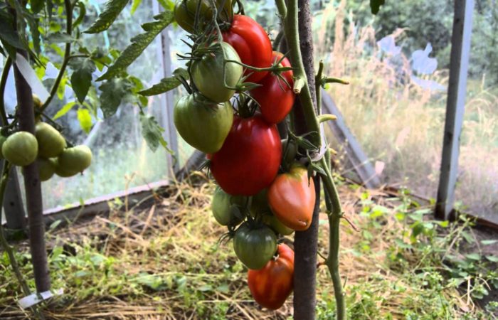 Cukrové bizónové paradajky v skleníku