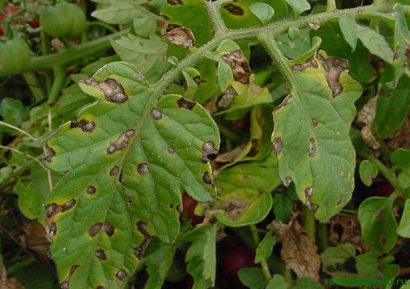 cladosporiosis, enfermedad de las hojas