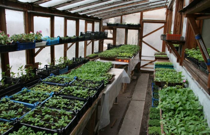 Seedlings in boxes in a greenhouse