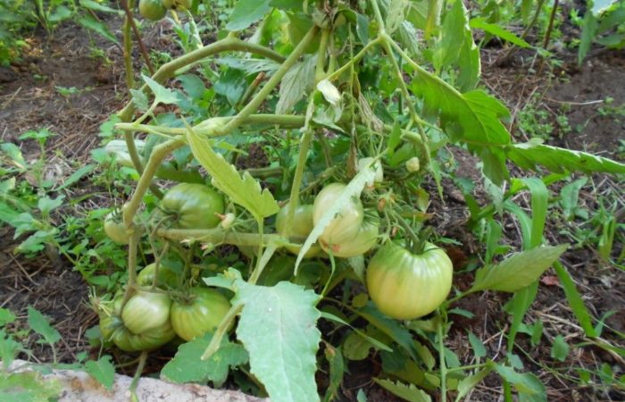 Green tomatoes of the Black Iceberg variety
