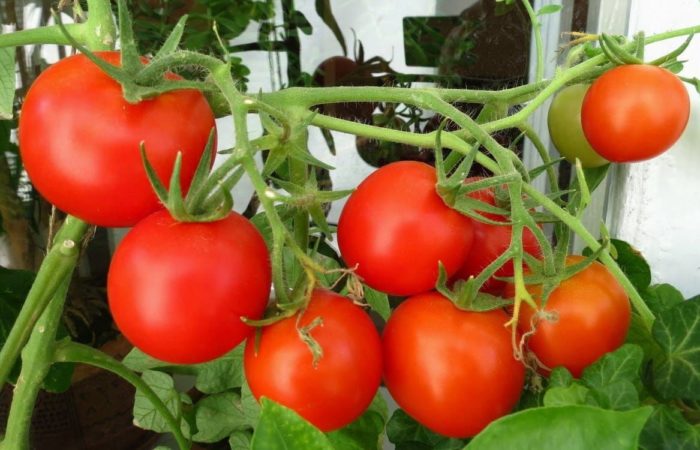Tomatoes variety Aphrodite