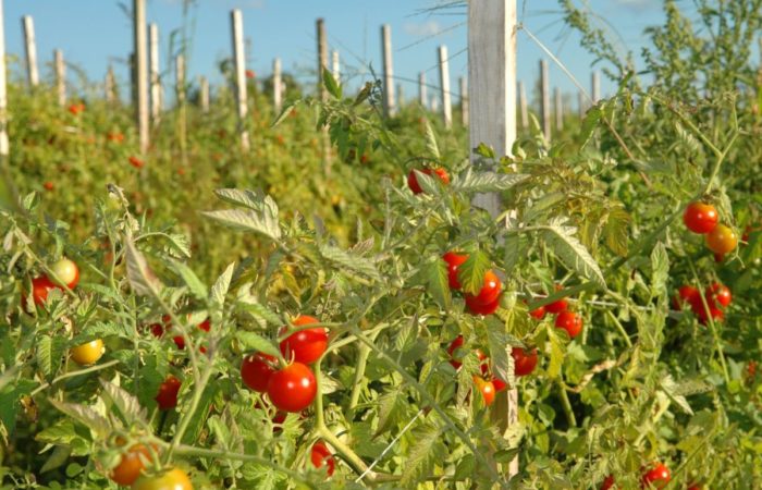 Cultivar tomates atados