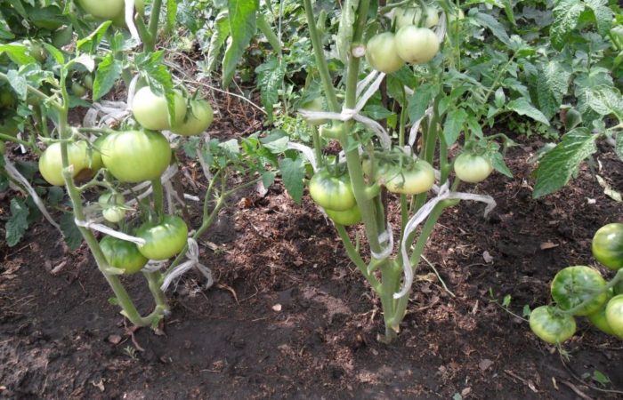 Bushes with green tomatoes