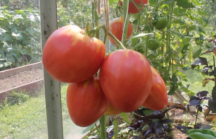 Tomater vokser i et drivhus