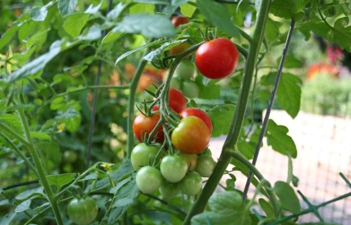 Growing tomatoes of different colors