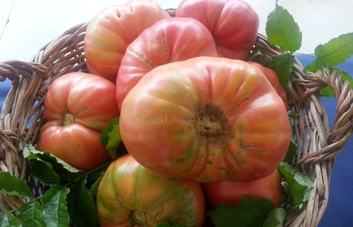 Veľké sladké paradajky