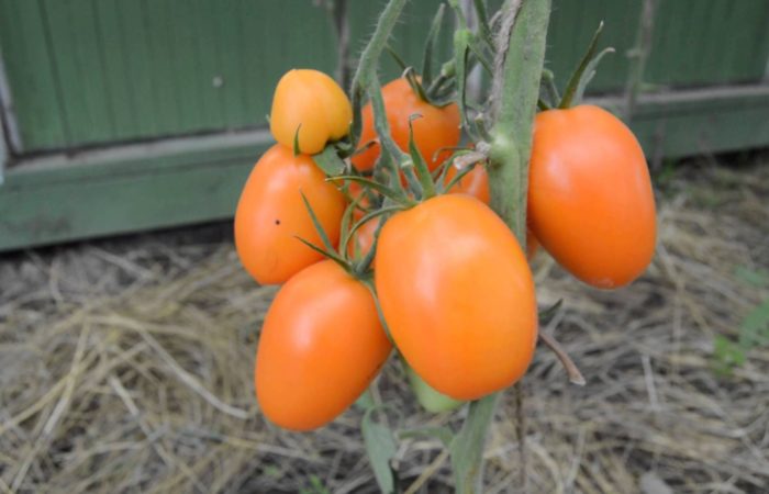 žltá odroda paradajok