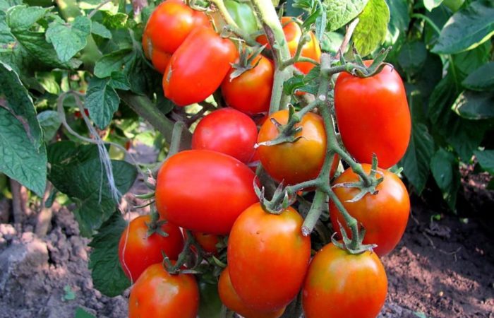 Søde sorter af tomater
